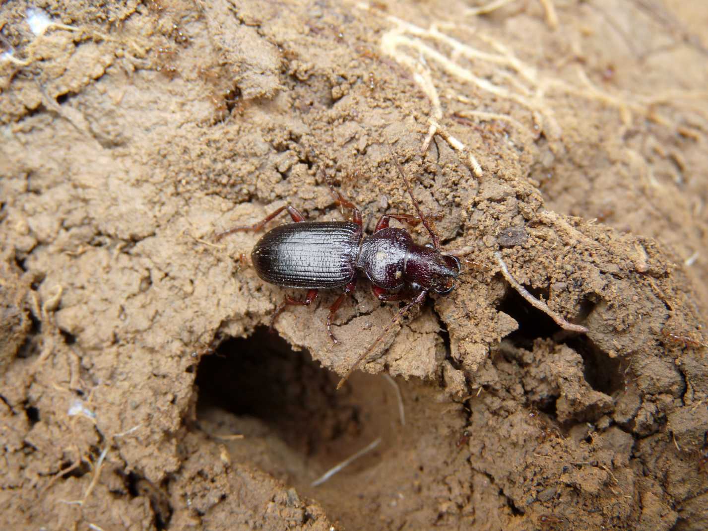 Carterus da determinare: calydonius!